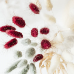 Hummingbird cushion